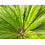 Cycas revoluta multihead (NO:4)