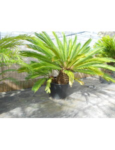  Cycas revoluta Multitrunk (NO:3)