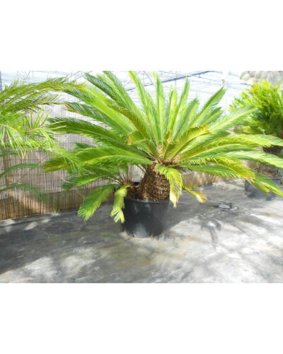  Cycas revoluta Multitrunk (NO:3)