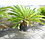 Cycas revoluta Multitrunk (NO:3)