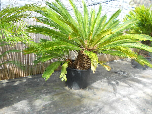 Cycas revoluta Multitrunk (NO:3)
