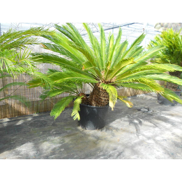 Cycas revoluta Multitrunk (NO:3)