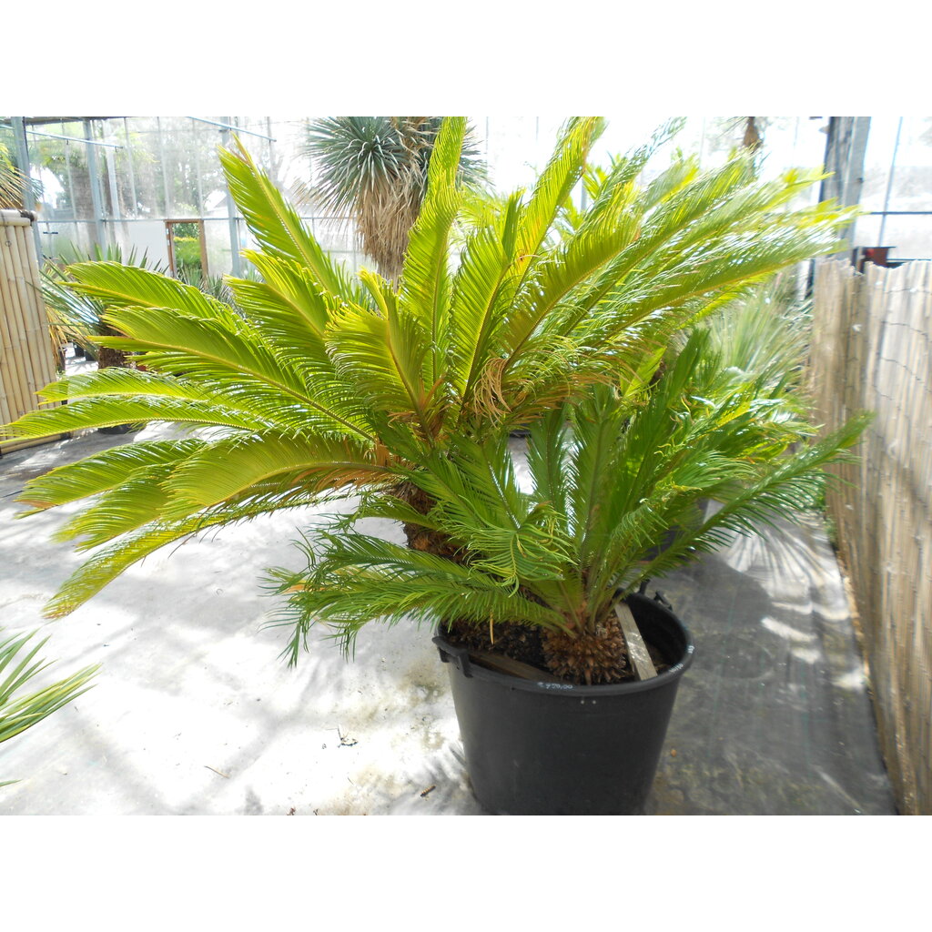 Cycas revoluta Multitrunk (NO:3)