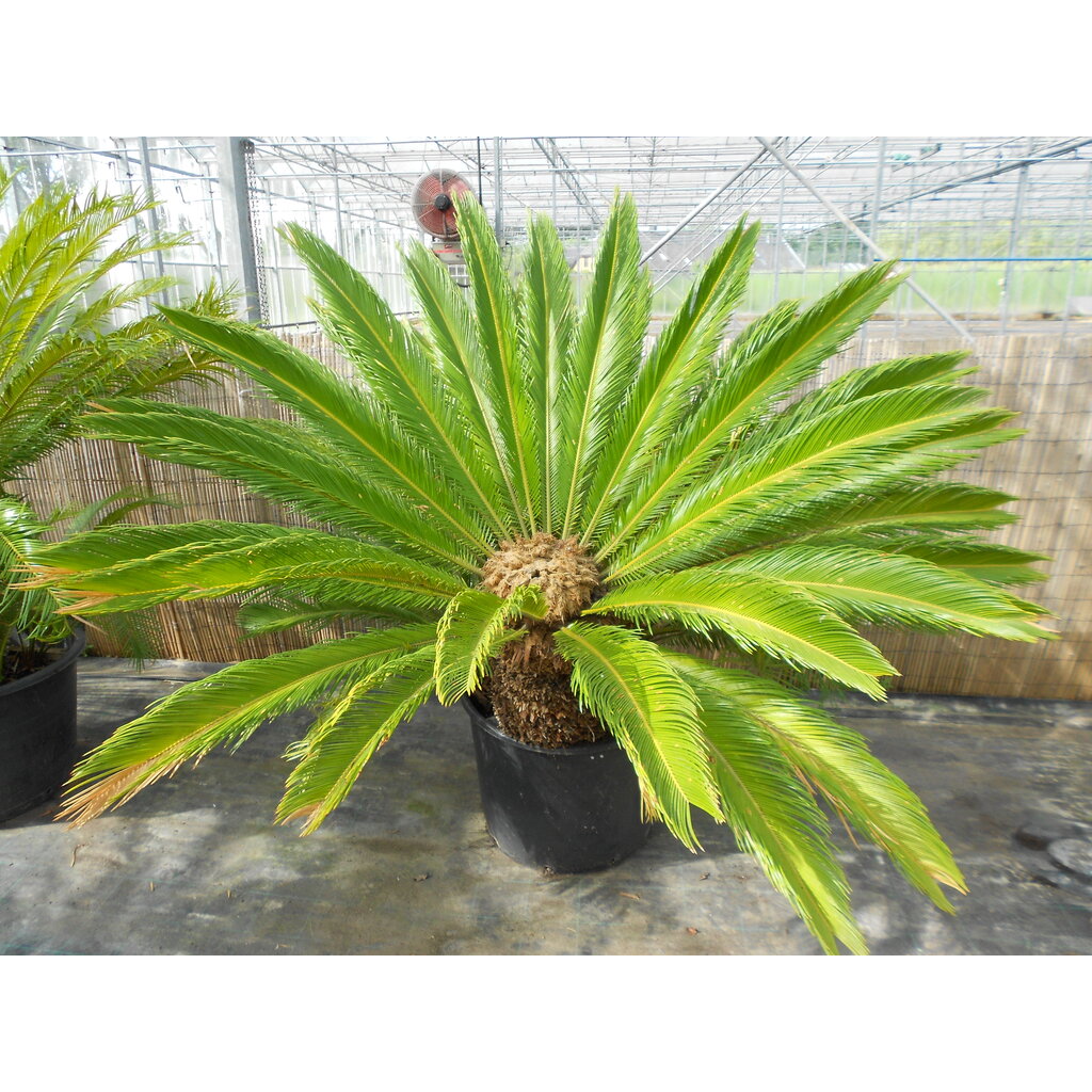 Cycas revoluta Multitrunk (NO:3)