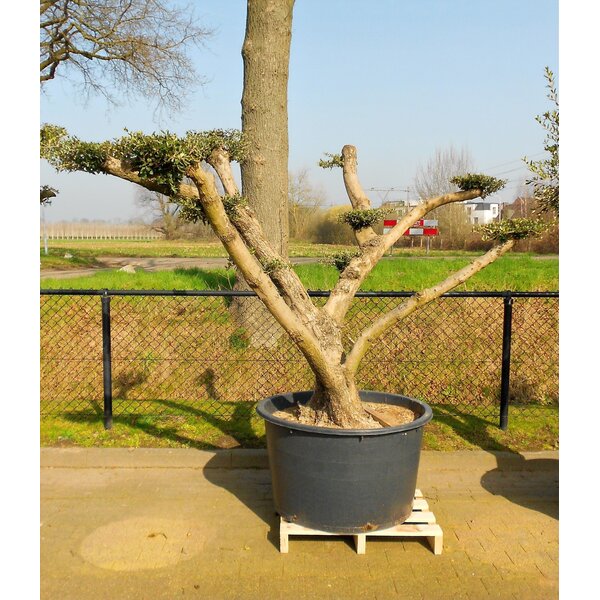 Olijf vormsnoei "Japanese"