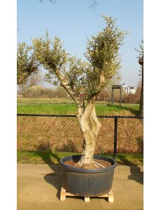  Olijfboom wild gevormd (CT-240L)