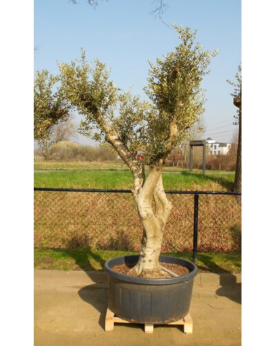  Olijfboom wild gevormd (CT-240L)