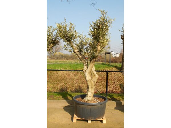 Olijfboom wild gevormd (CT-240L)