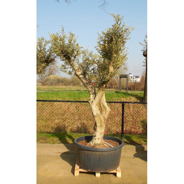 Olijfboom wild gevormd (CT-240L)