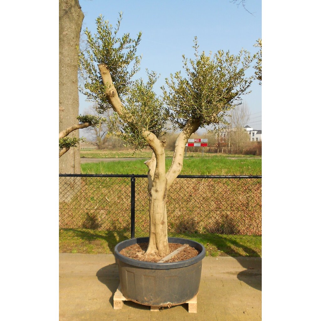 Olijfboom wild gevormd (CT-240L)