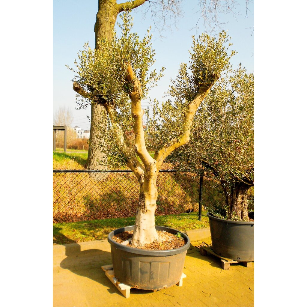 Olijfboom wild gevormd (CT-240L)