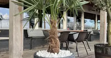 Palmbomen