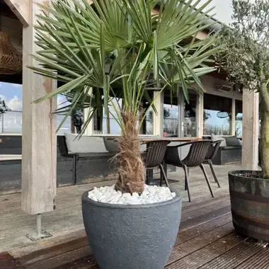 Palmbomen