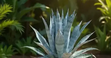 Agave