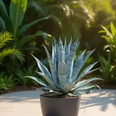 Agave
