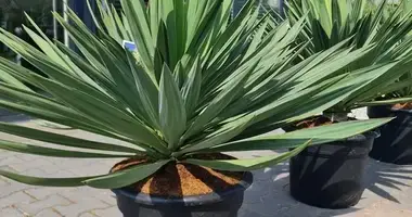 Yucca