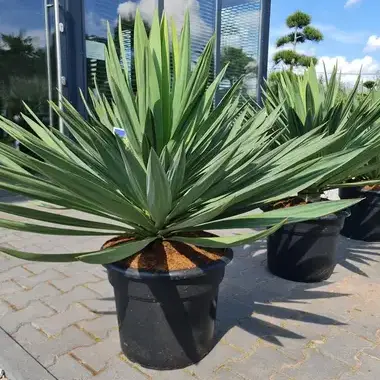 Yucca