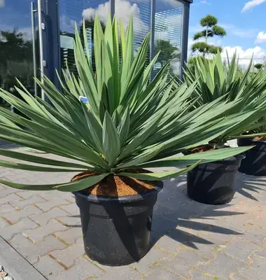Yucca