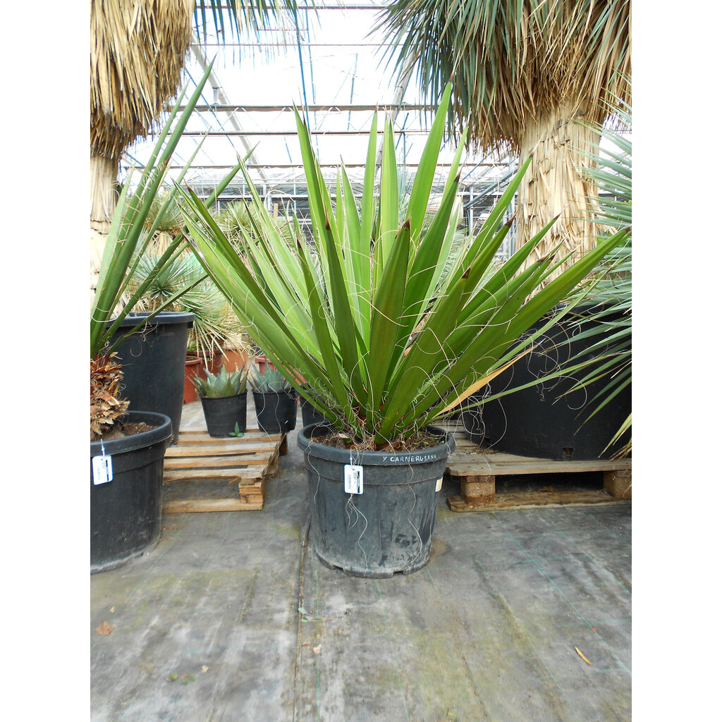 Yucca carnerosana (large)