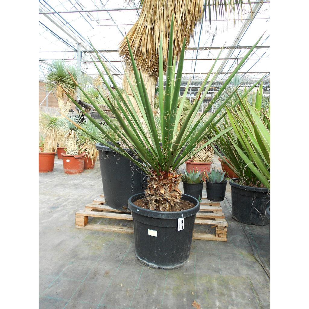 Yucca carnerosana (large)