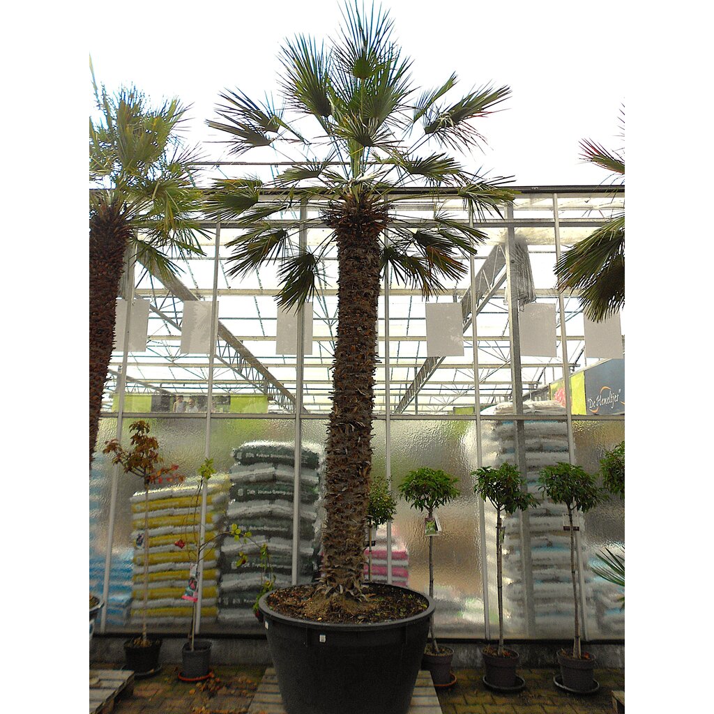 Chamaerops humilis XXL (01)