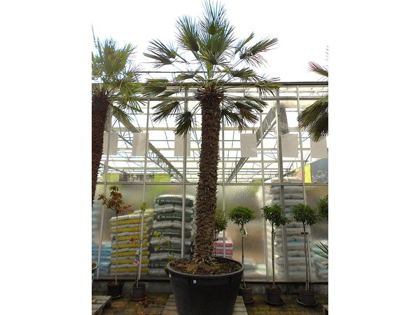 Chamaerops humilis XXL (01)