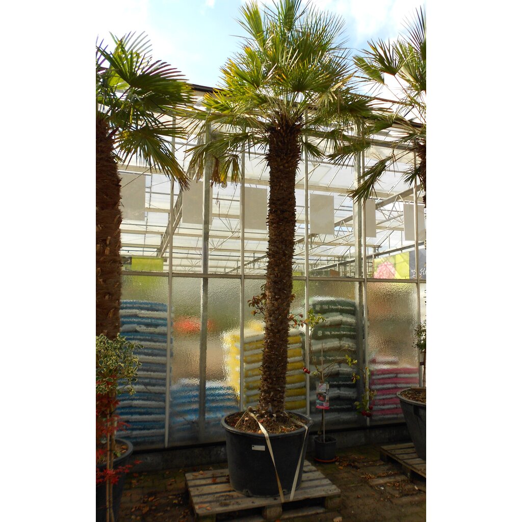 Chamaerops humilis XXL (02)