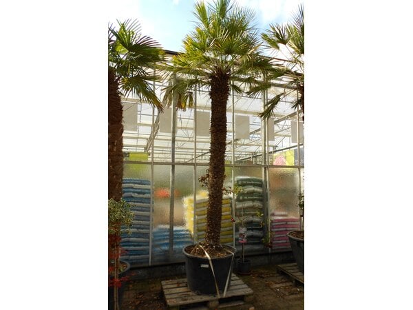 Chamaerops humilis XXL (02)