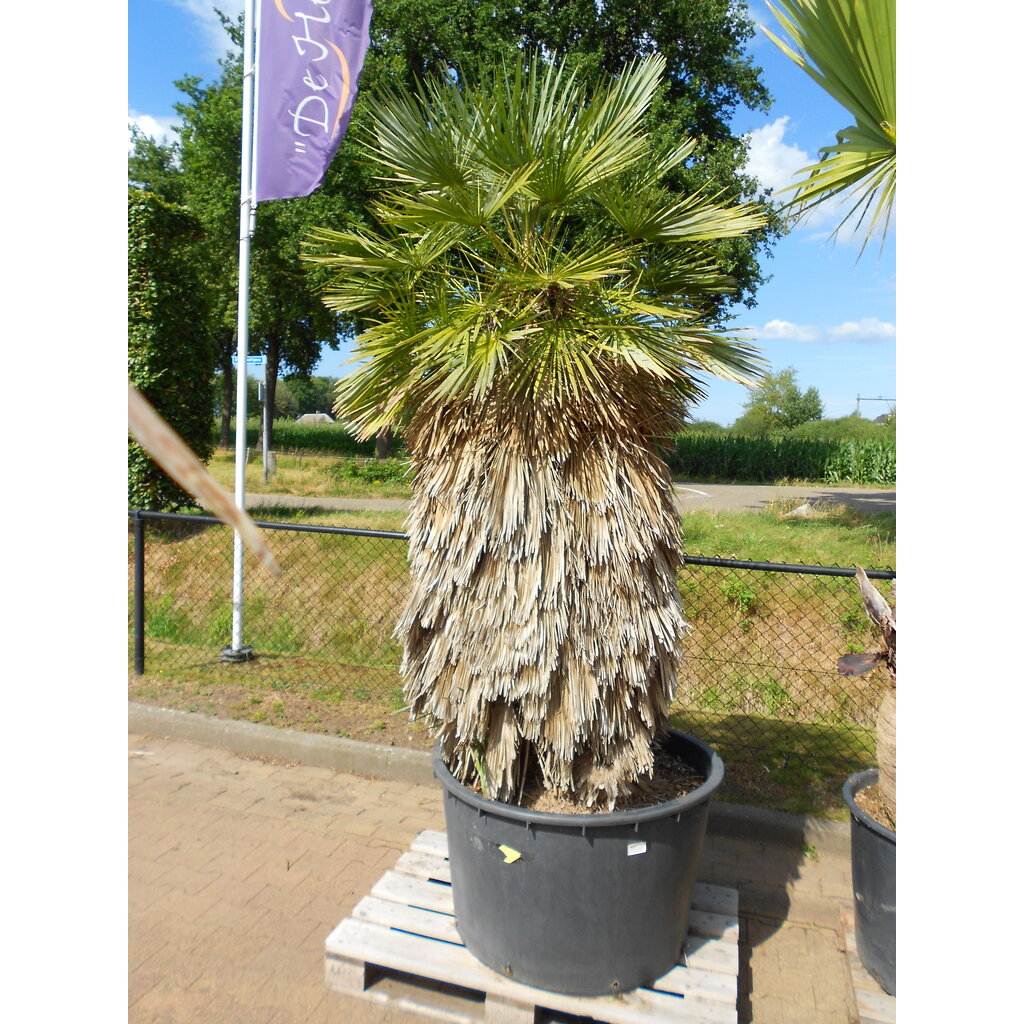 Chamaerops humilis Cerifera XL (CF10)