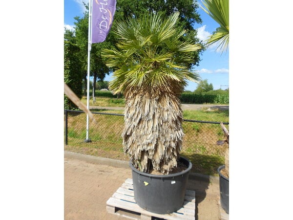 Chamaerops humilis Cerifera XL (CF10)