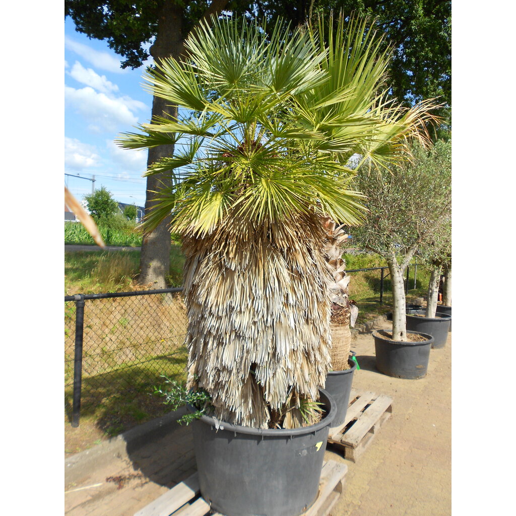Chamaerops humilis Cerifera XL (CF10)