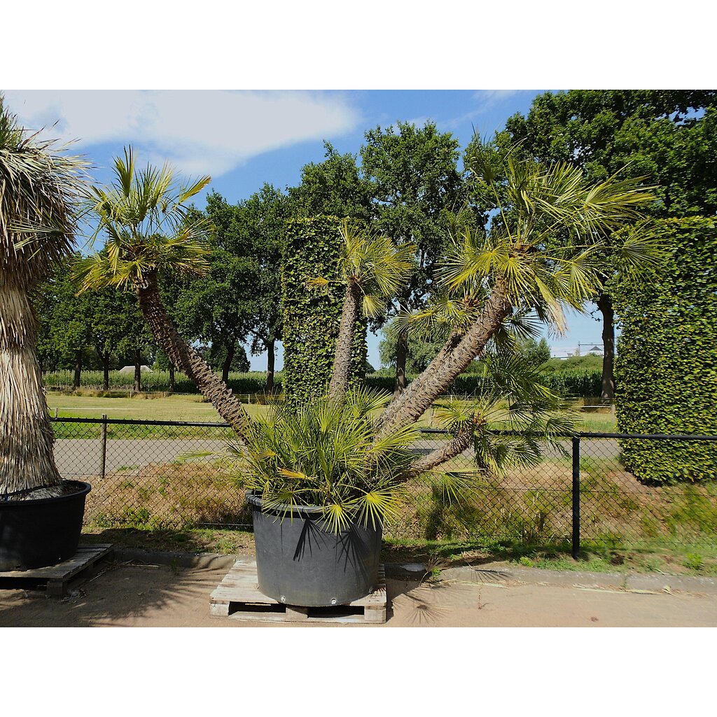 Chamaerops humilis XXL (OCTO)
