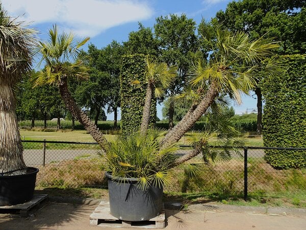 Chamaerops humilis XXL (OCTO)