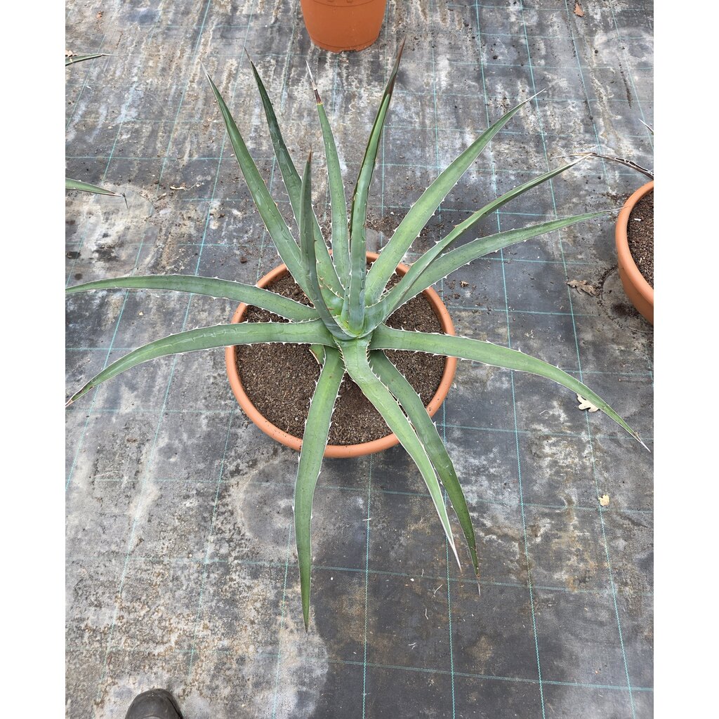 Agave xylonacantha (schaal 40, planthoogte 40/50cm)