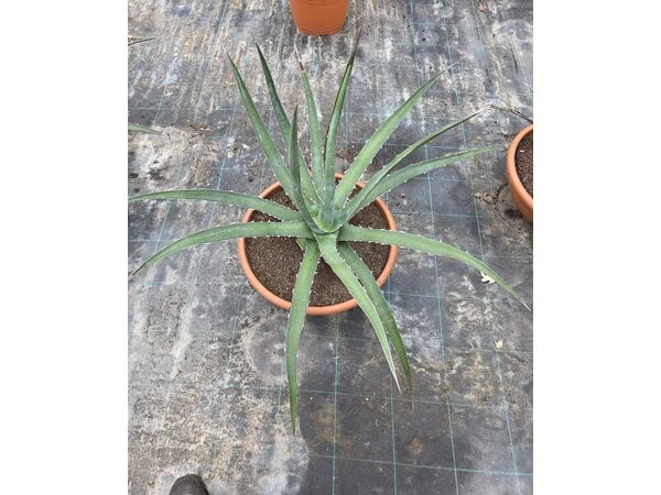 Agave xylonacantha (schaal 40, planthoogte 40/50cm)