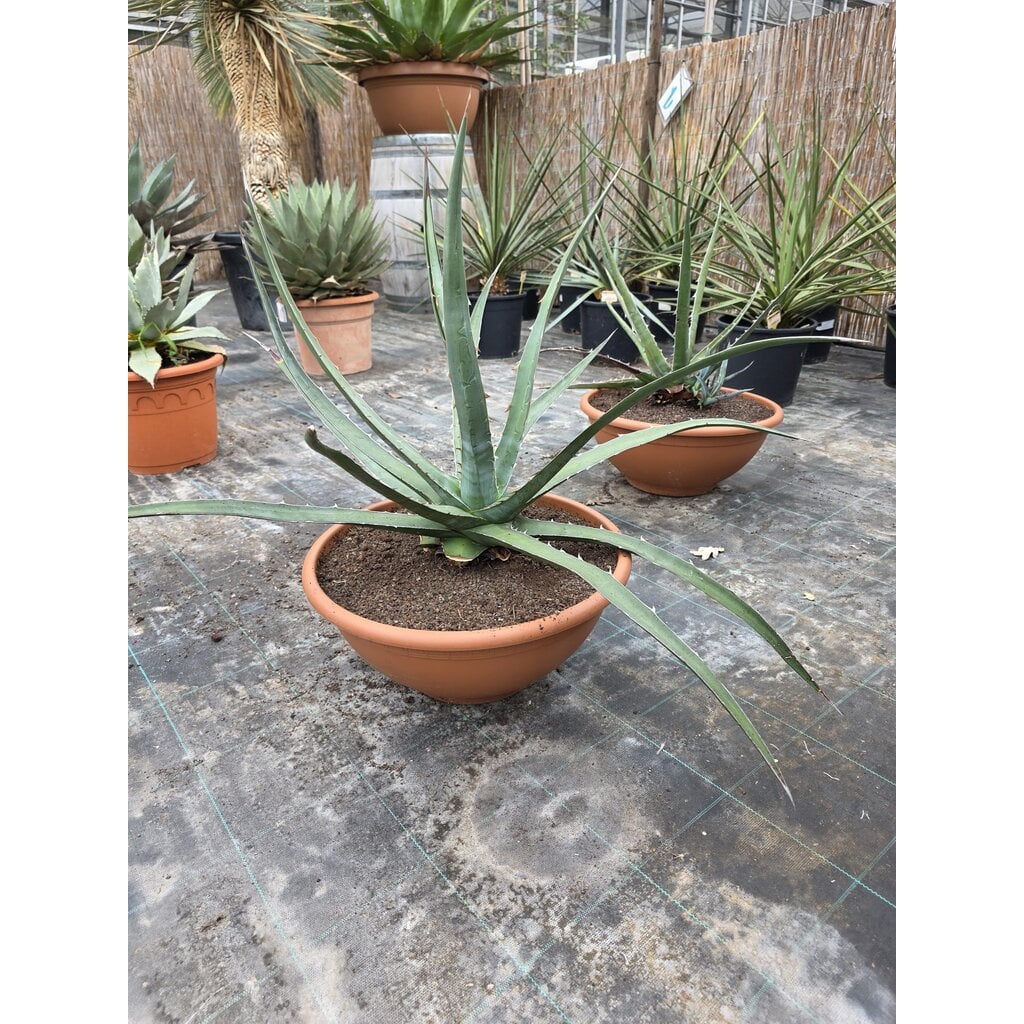 Agave xylonacantha (schaal 40, planthoogte 40/50cm)