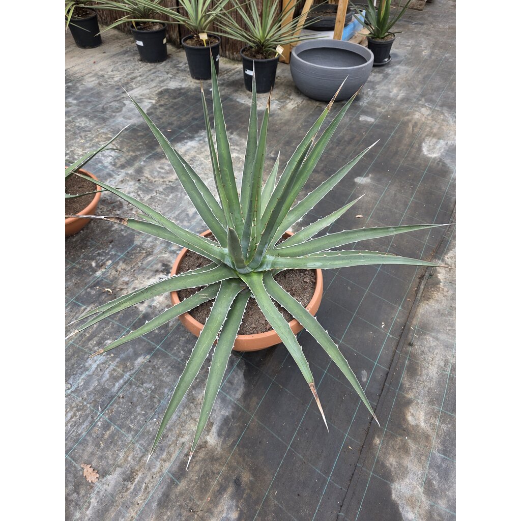 Agave Xylonacantha  (schaal 50 planthoogte 70cm)