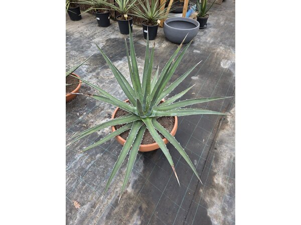 Agave Xylonacantha  (schaal 50 planthoogte 70cm)