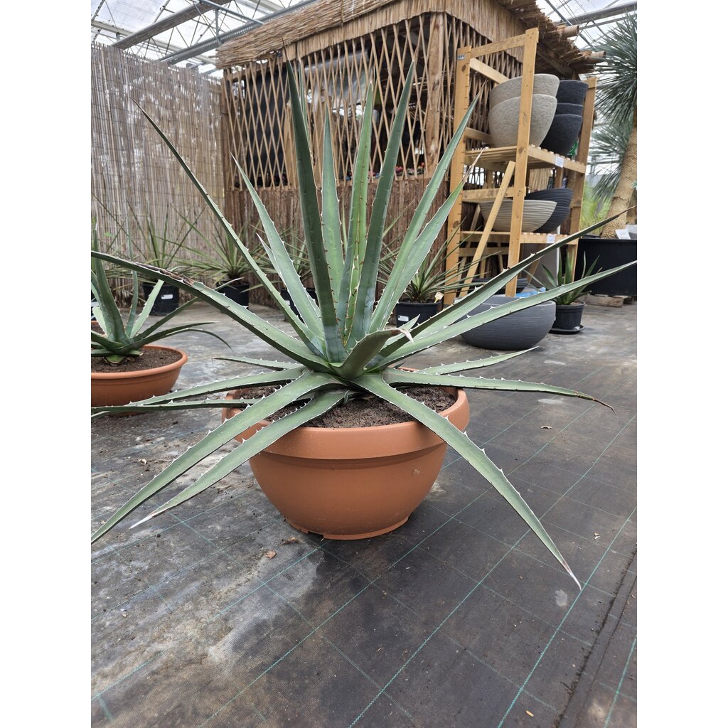 Agave Xylonacantha  (schaal 50 planthoogte 70cm)