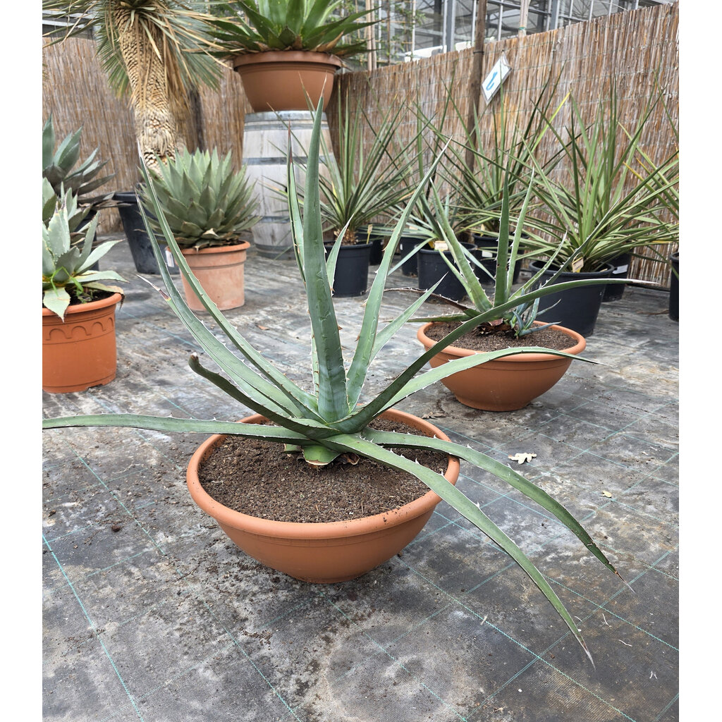 Agave xylonacantha (schaal 40, planthoogte 40/50cm)