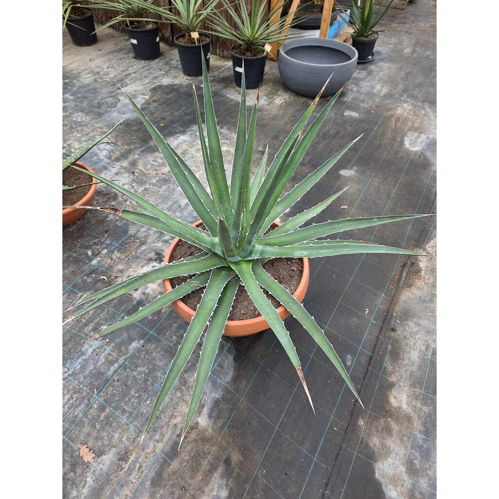 Agave Xylonacantha  (schaal 50 planthoogte 70cm)