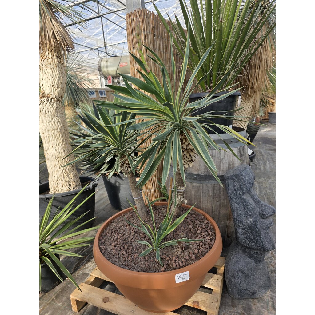 Yucca gloriosa variegata (schaal 70cm)