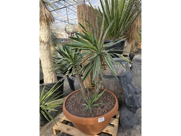 Yucca gloriosa variegata (schaal 70cm)