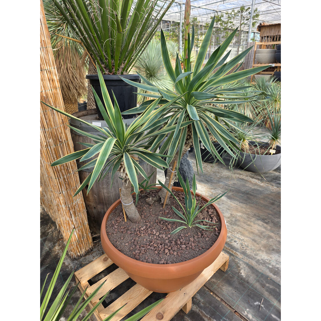 Yucca gloriosa variegata (schaal 70cm)