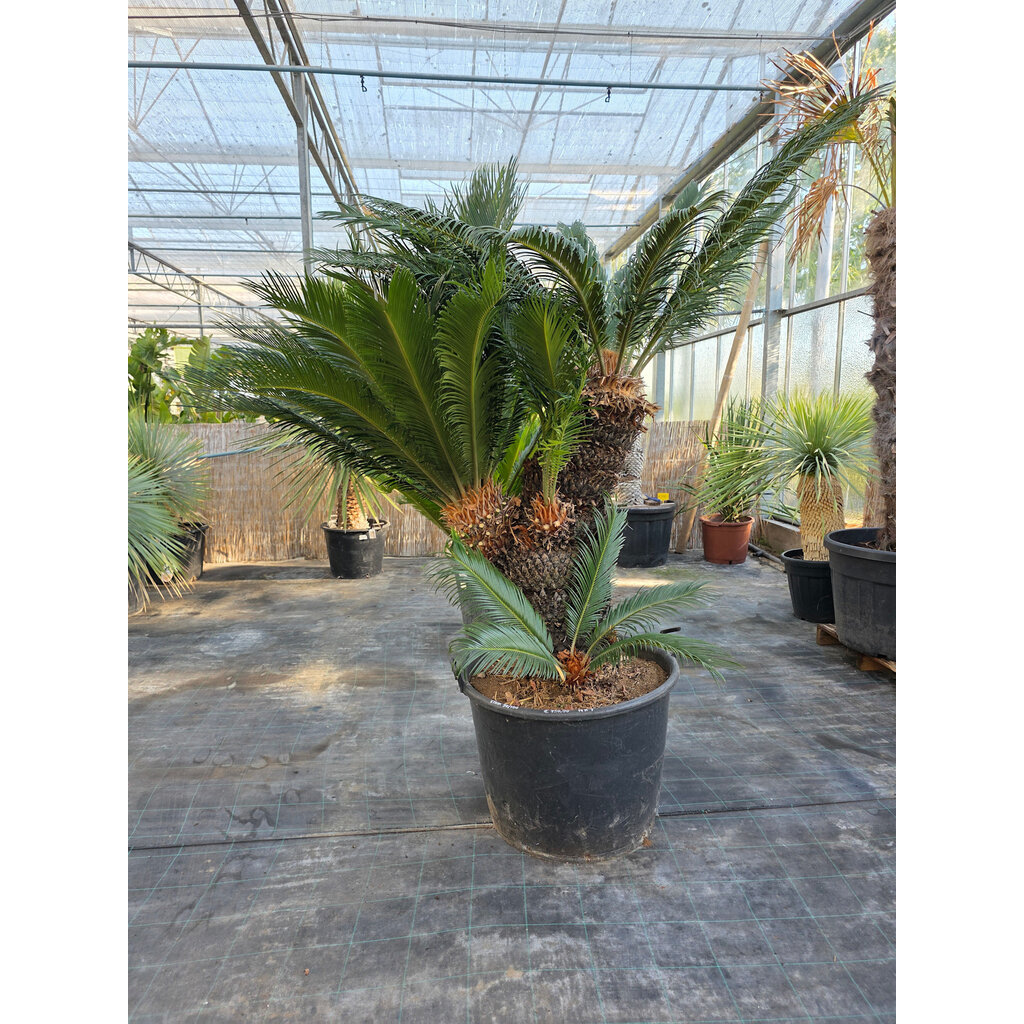 Cycas revoluta  multihead (NR 7)