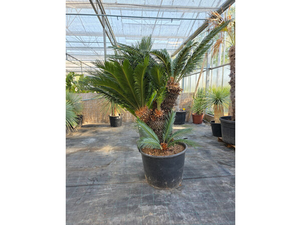 Cycas revoluta  multihead (NR 7)