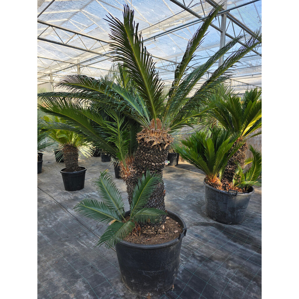 Cycas revoluta  multihead (NR 7)
