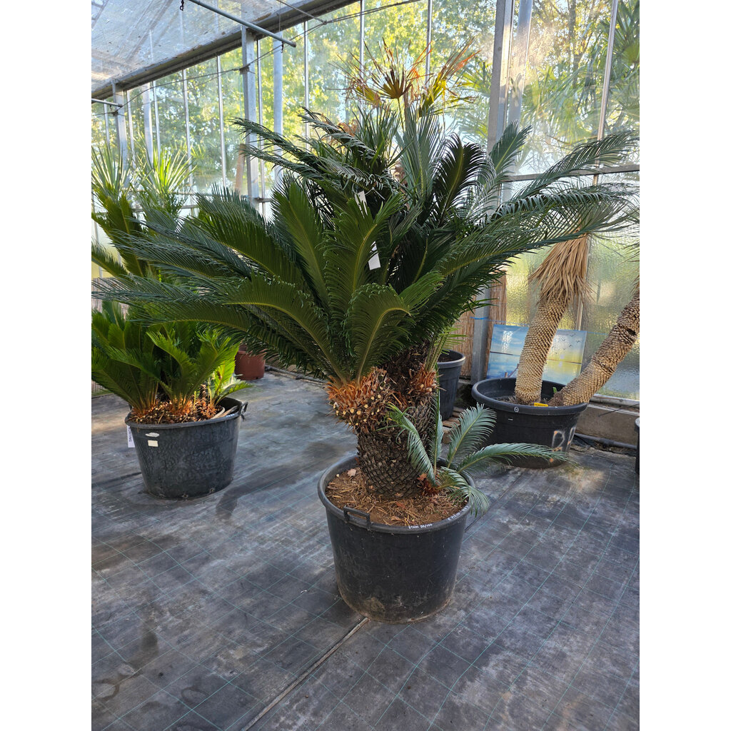 Cycas revoluta  multihead (NR 7)