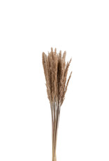 Bundel Pennisetum Gedroogd Gras Bruin 82cm