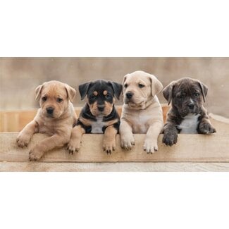 Strandlaken Puppy's